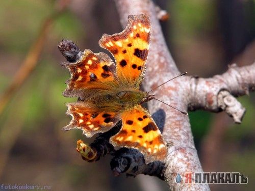 НАСЕКОМЫЕ. Мухи, бабочки, мотыльки, моль, и все летающие твари, пауки