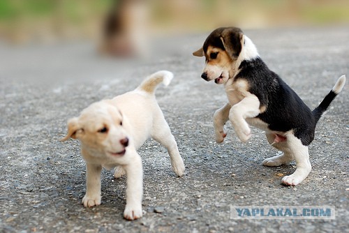 Собакочетверг