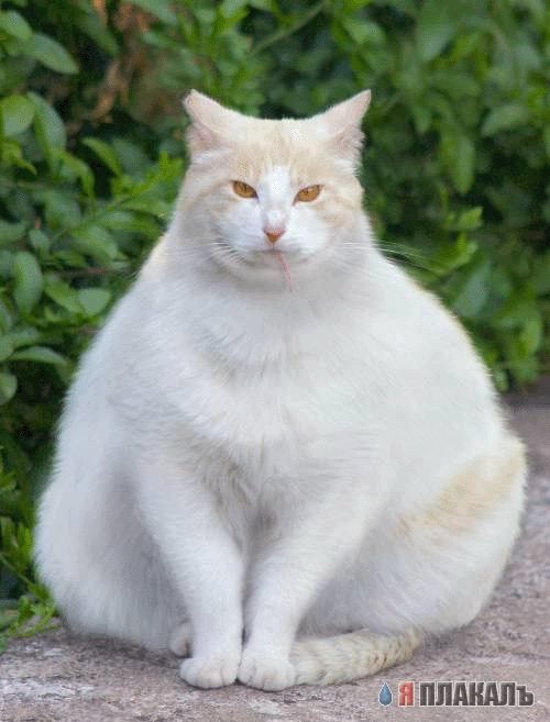 Коты, кошки, котята