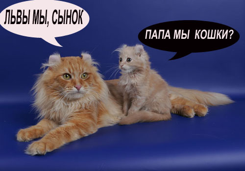 Коты, кошки, котята