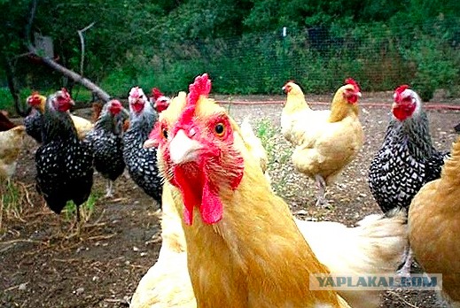 Псковские непонятные словечки.