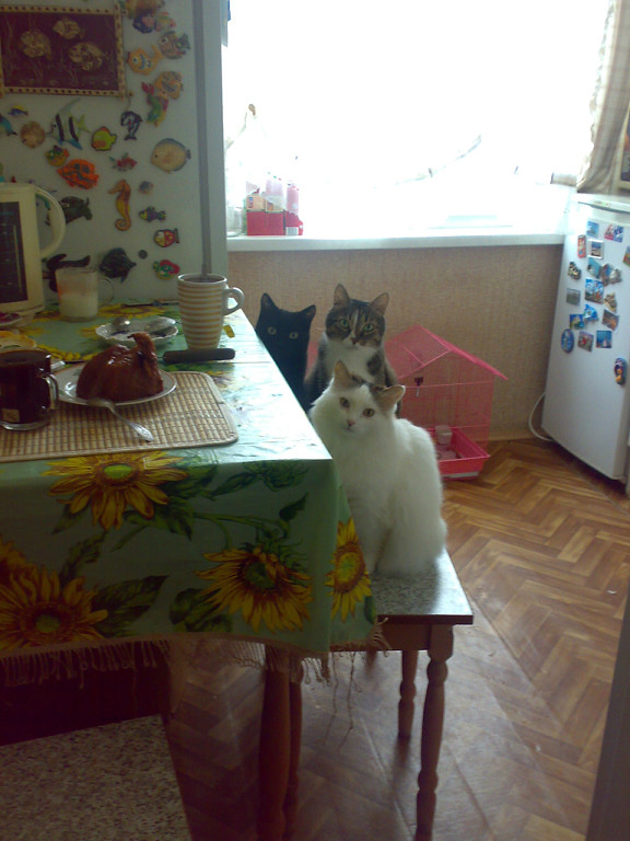 Не одна я буратино