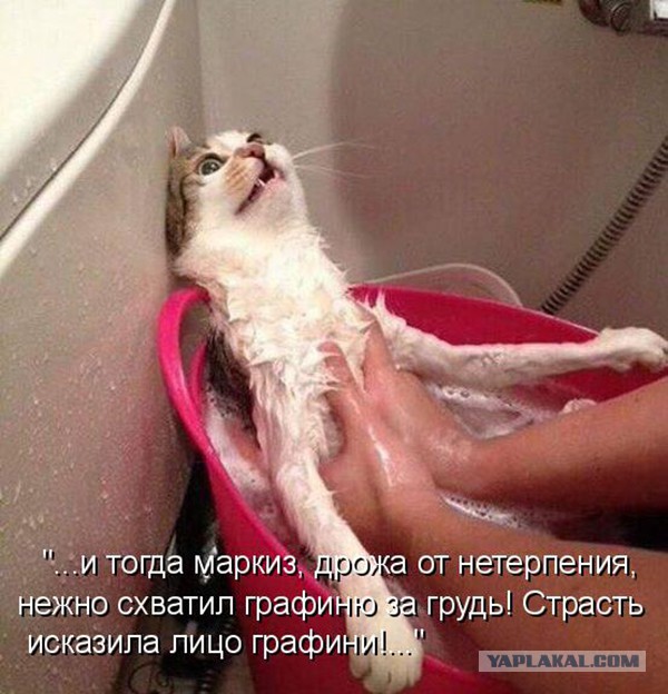 Женское чтиво