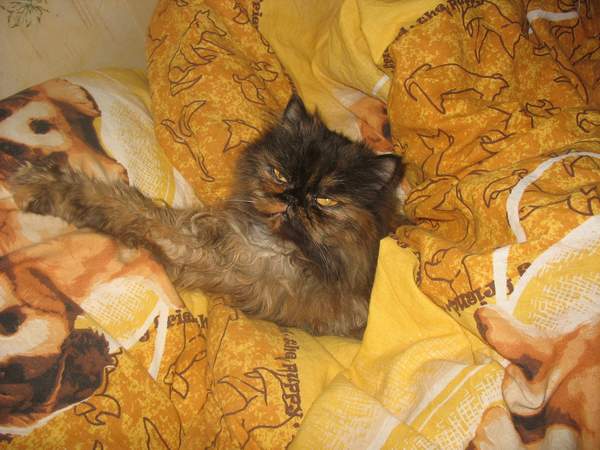 Коты из сети