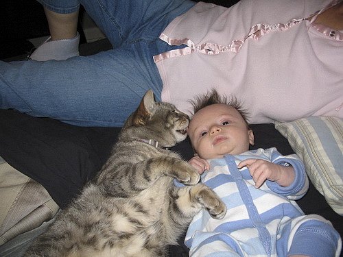 Коты и Кошки