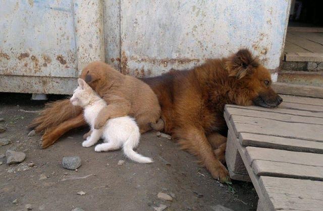 Коты и Кошки