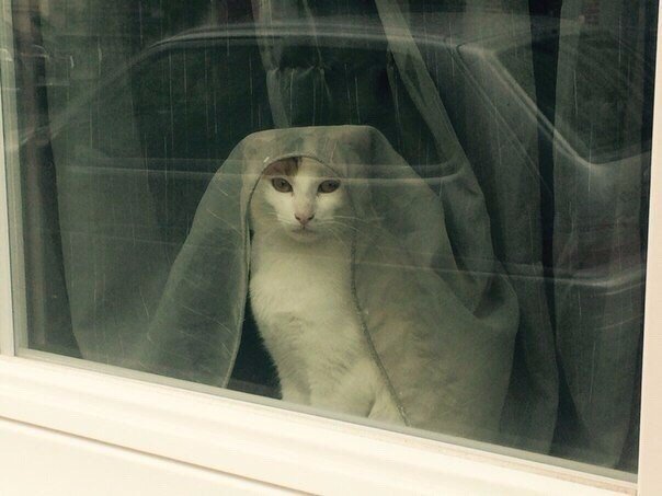 Коты и Кошки