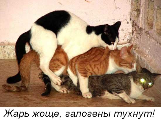 Я не умею рисовать котов? Да ладно...