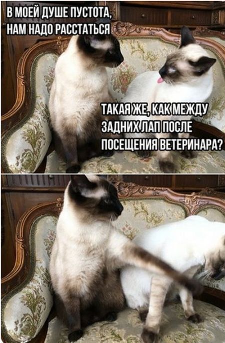 Коты и Кошки
