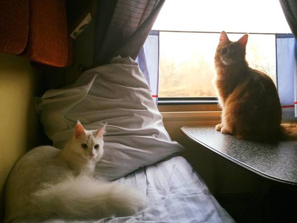 Коты и Кошки