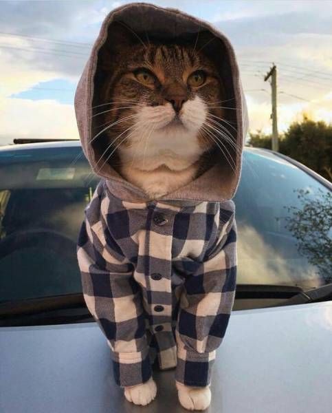 Коты и Кошки