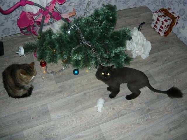 Коты и Кошки