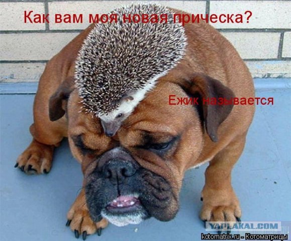 НеДомашний ЁЖ - домашнее стихийное бедствие