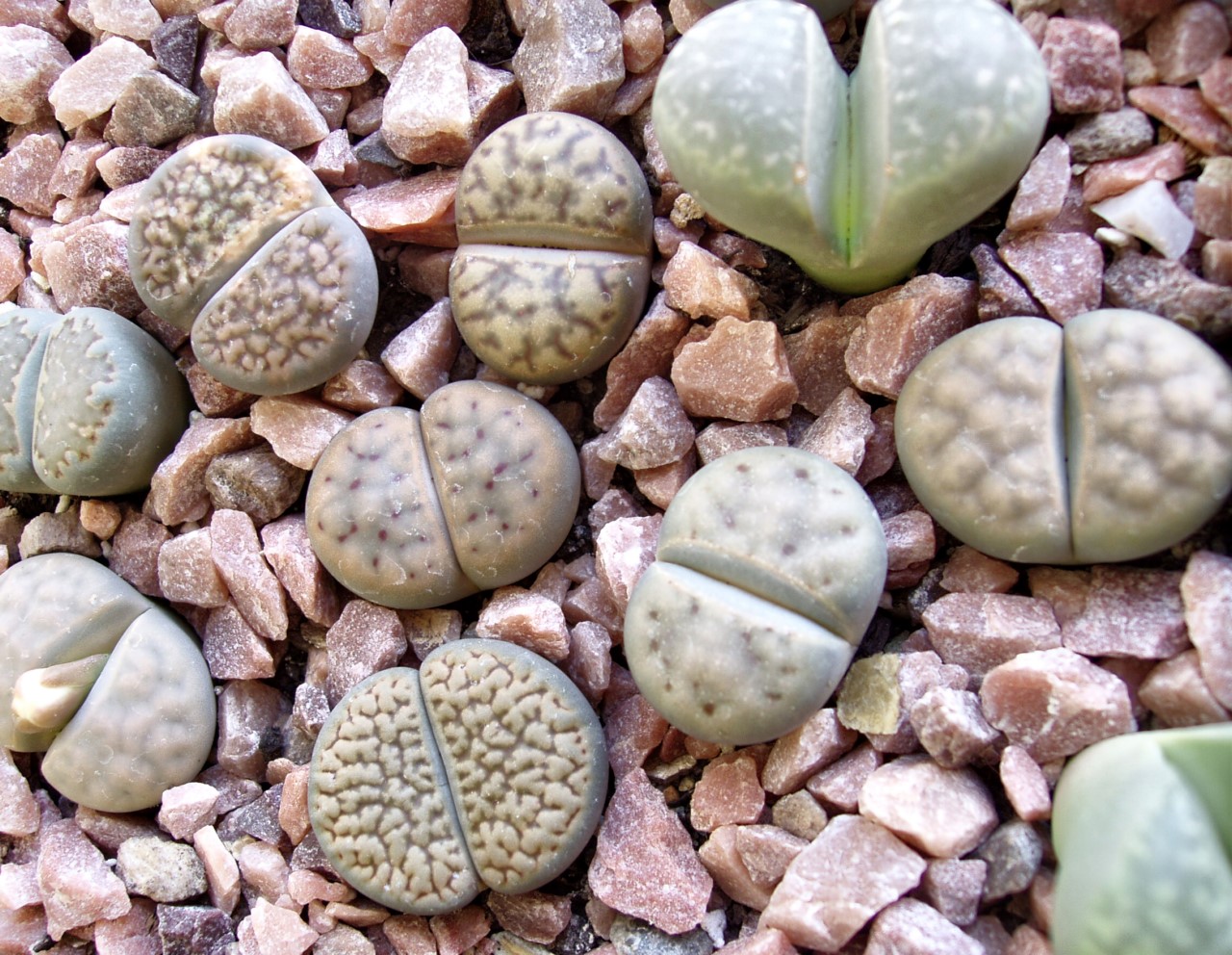Живые камни» — литопсы, настоящее чудо природы - ЯПлакалъ