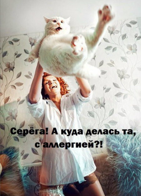 Прикольных котов пост