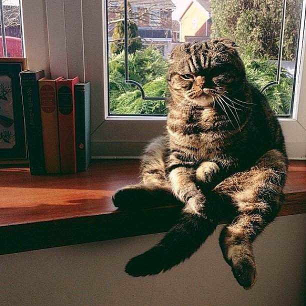 Фотобомбы котов