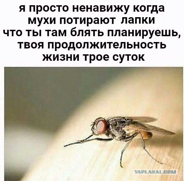 Если до этого вы не боялись мух, то пора. Болгарин делает макроснимки насекомых, обходясь без дорогой техники