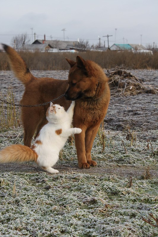 Живность из сети