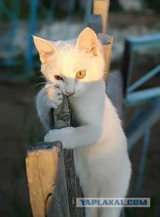 Котовторник на ЯПлакалъ