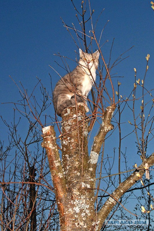 Котовторник на ЯПлакалъ: Кото и кто-то!