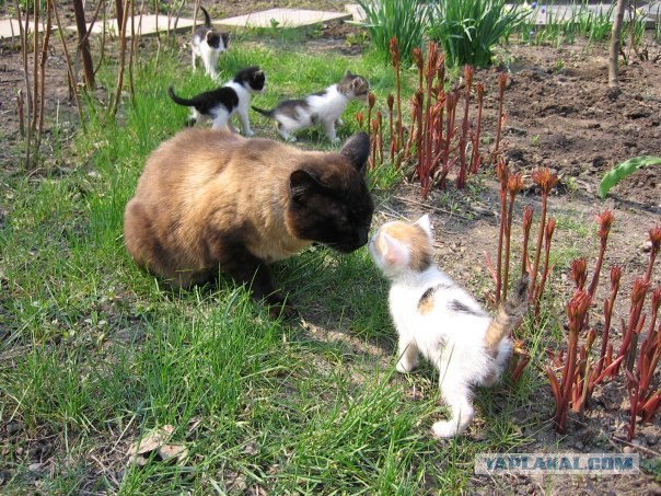 Котовторник (20.01)