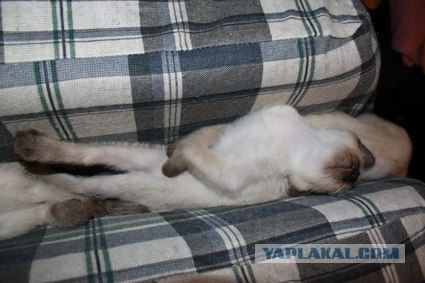Начинаем котовторник!