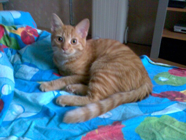 Котовторник в "КотоГетто"