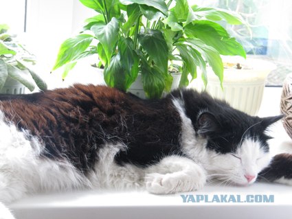 Котовторник (начало в супермаркете!)