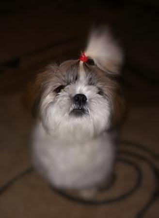 Живность из сети