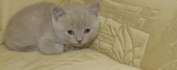 Котовторник 20.12.2011