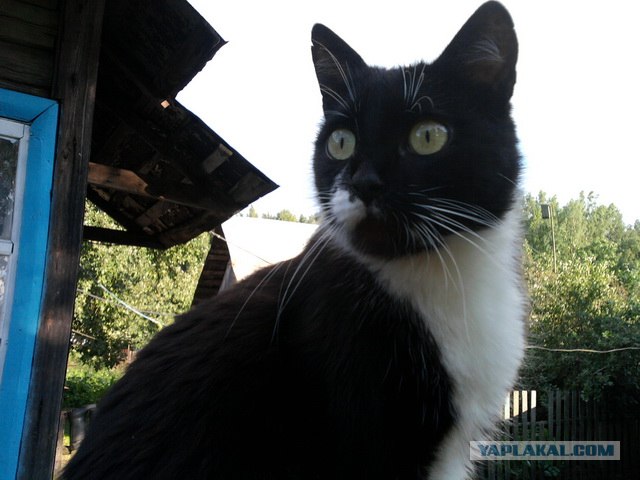 Первый КОТОВТОРНИК 2012