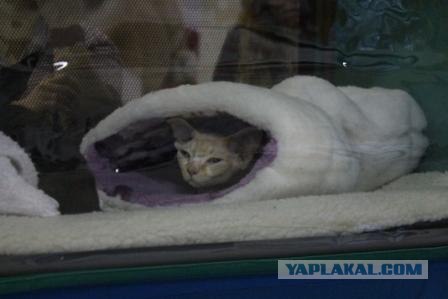 Котовторник 27.03.2012