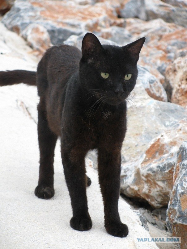 Котовторник 24.04.2012