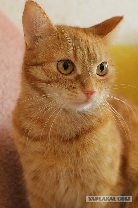 Котонянька и котовторник