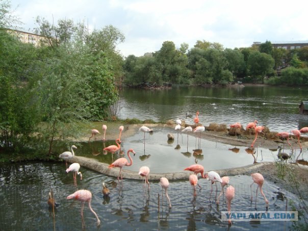 Московский зоопарк