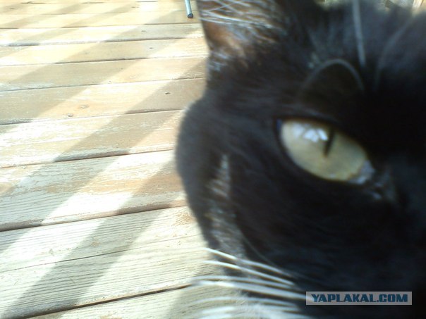 Котовторник 29.01.2013