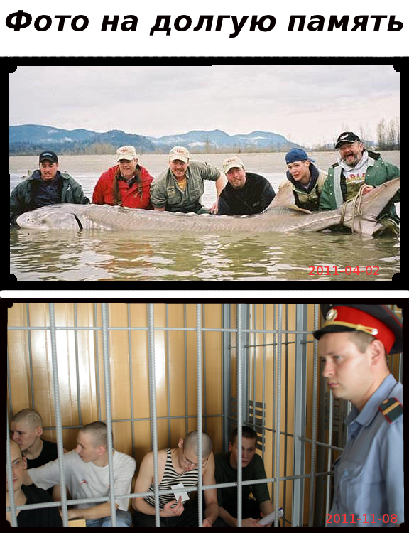 Конкурс на лучшую фотожабу против браконьеров.