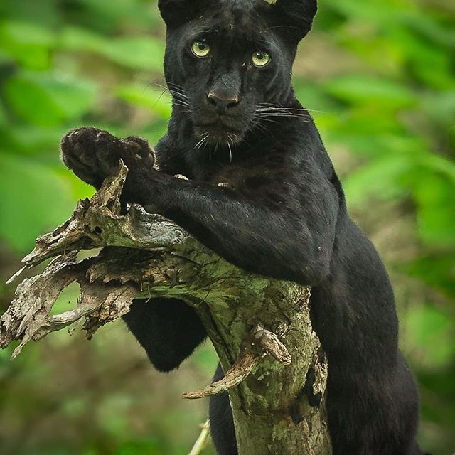 Дикий котовторник 20.08.19