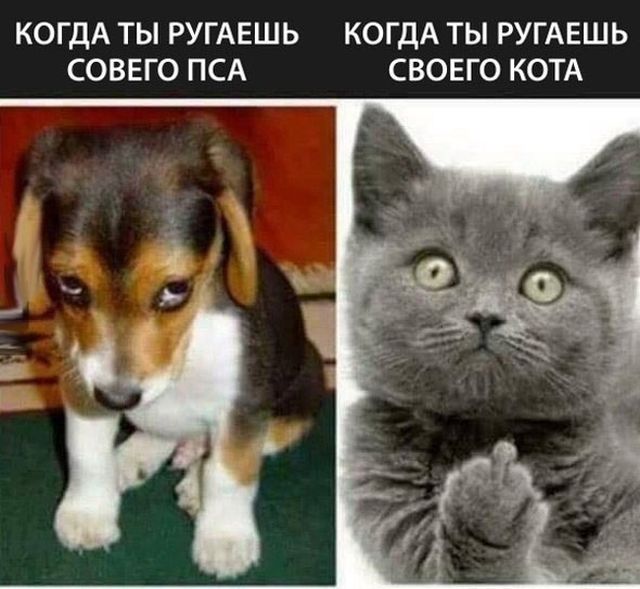 Когда зовешь кота, а он игнорит