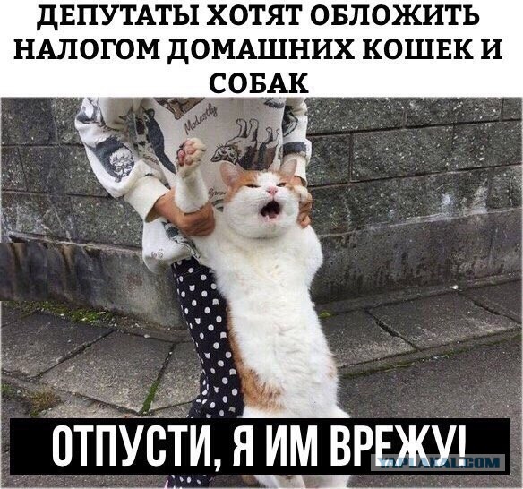 Коты, которые нас порадовали!