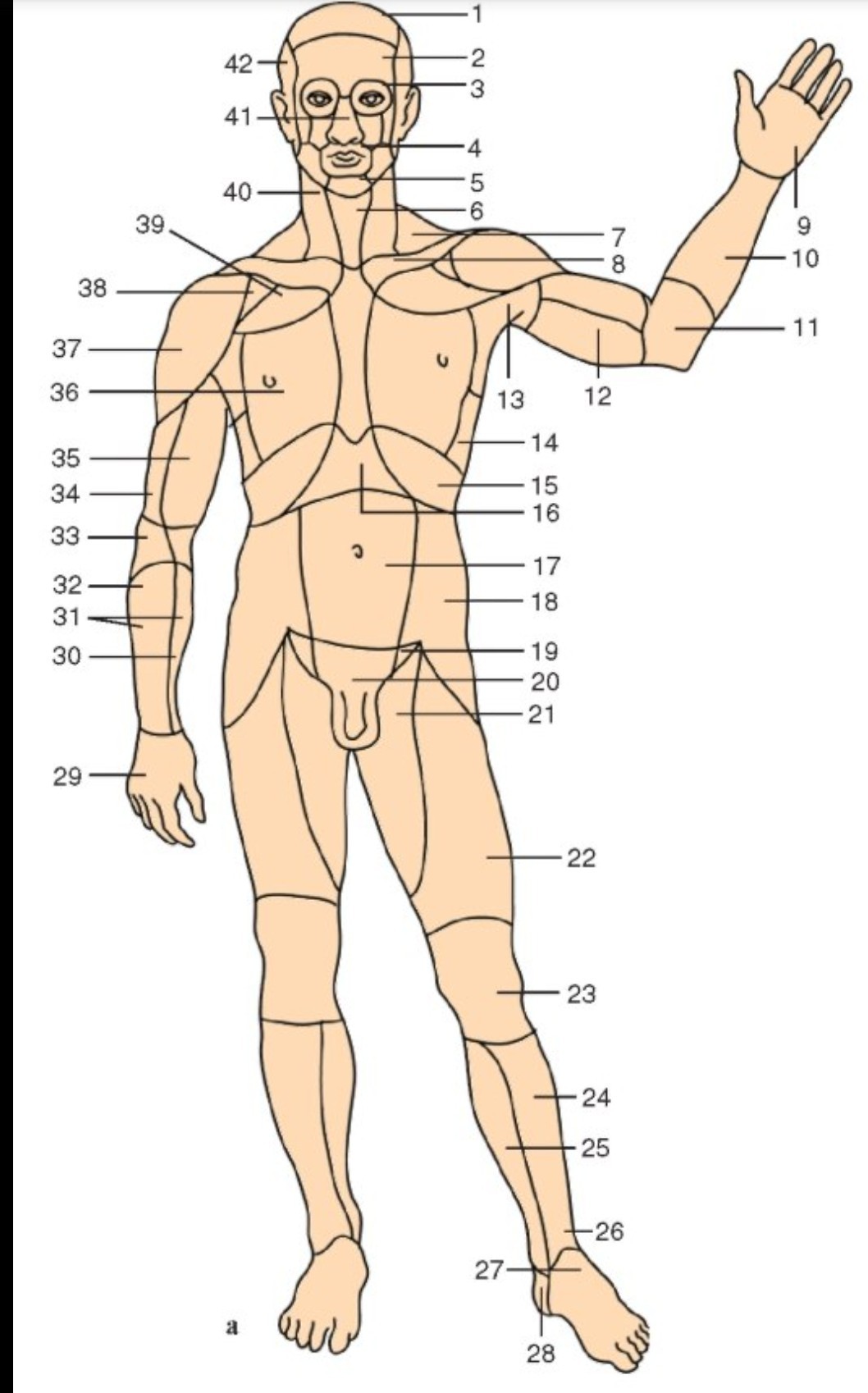 Название частей человека. Области тела человека. Части, области, поверхности тела человека.. Анатомические области тела человека.