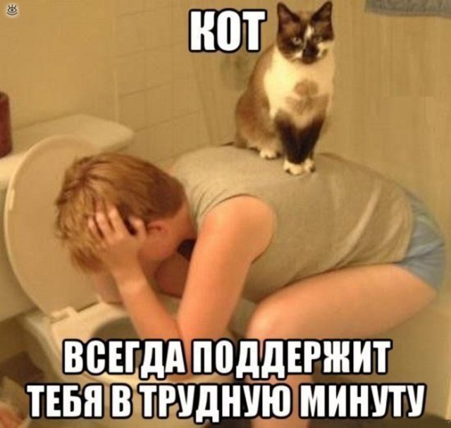 Смешные коты