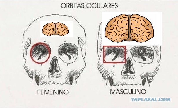 Различия мужской и женской анатомии
