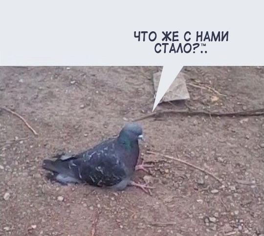 Баянисто-небаянистый юмор 15.02.21