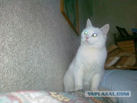 Котэ который любит когда его пылесосят