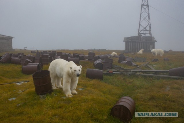 У заброшенной метеорологической станции в Чукотском море появились новые хозяева — полярные медведи
