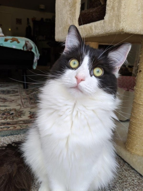 Вариант кота с лампой