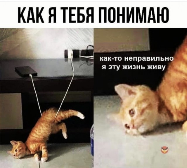 Картинки и мемы - "Жить, как говорится, хорошо..."