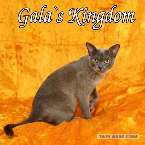 Moлoчный шoкoлaд с капелькoй недoвoльcтвa
