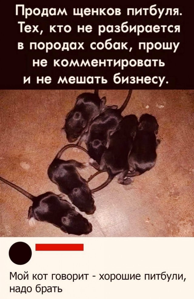 Так себе картинки 31.10.24